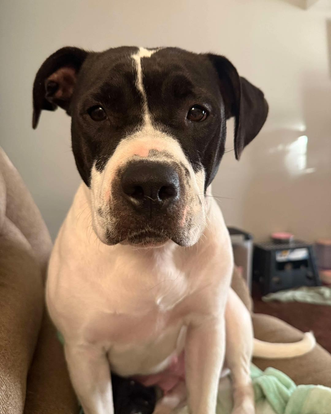 Gloria, a Adopted mixed breed in Lexington, KY image 1/6