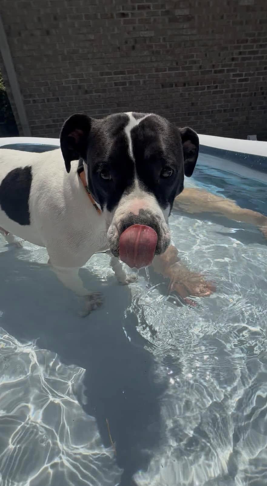 Gloria, a Adopted mixed breed in Lexington, KY image 2/6