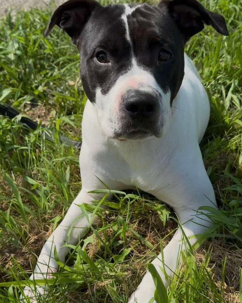 Gloria, a Adopted mixed breed in Lexington, KY image 3/6