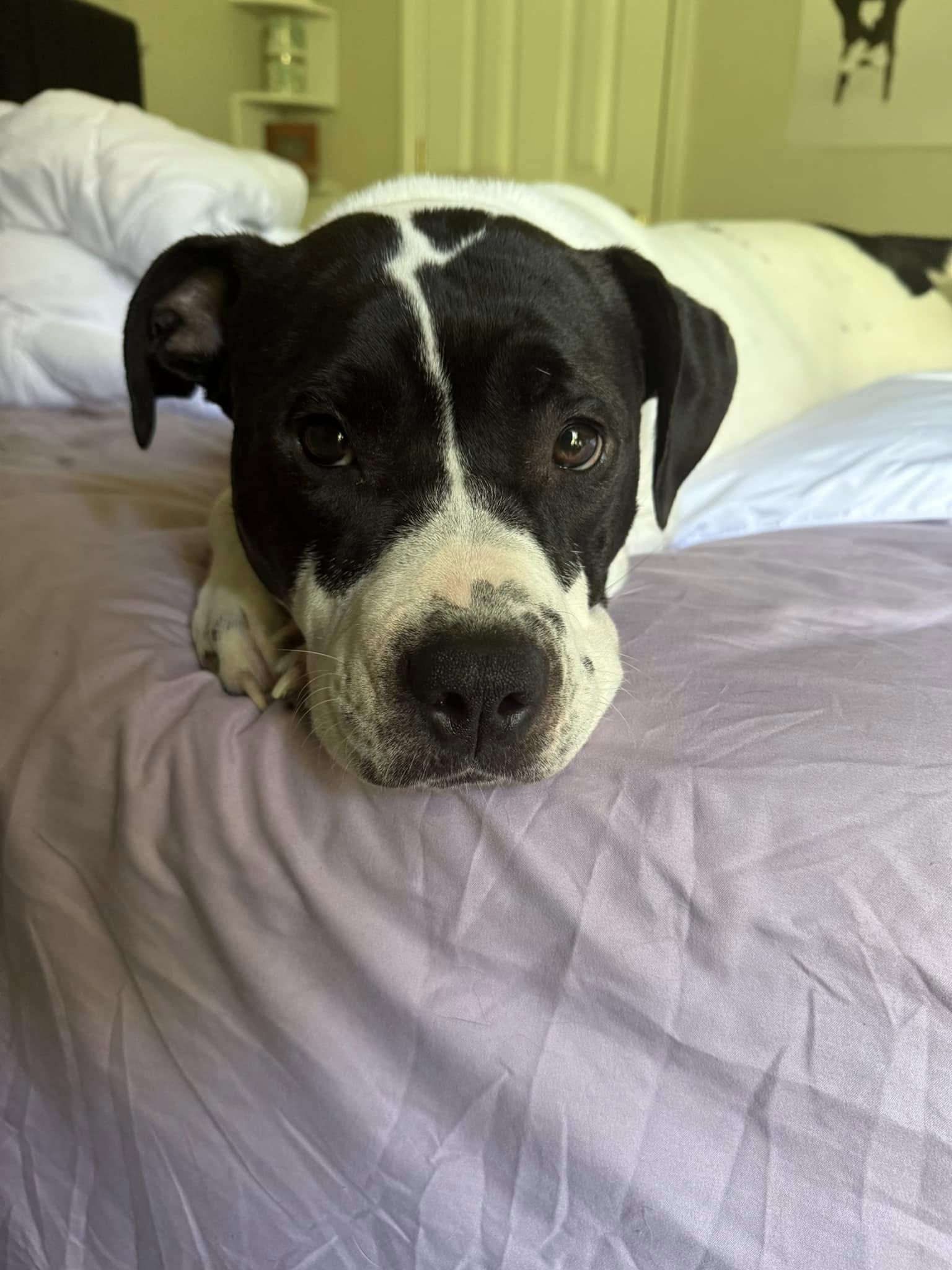 Gloria, a Adopted mixed breed in Lexington, KY image 4/6