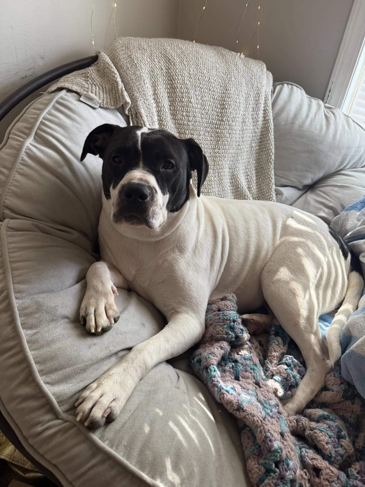 Gloria, a Adopted mixed breed in Lexington, KY image 5/6