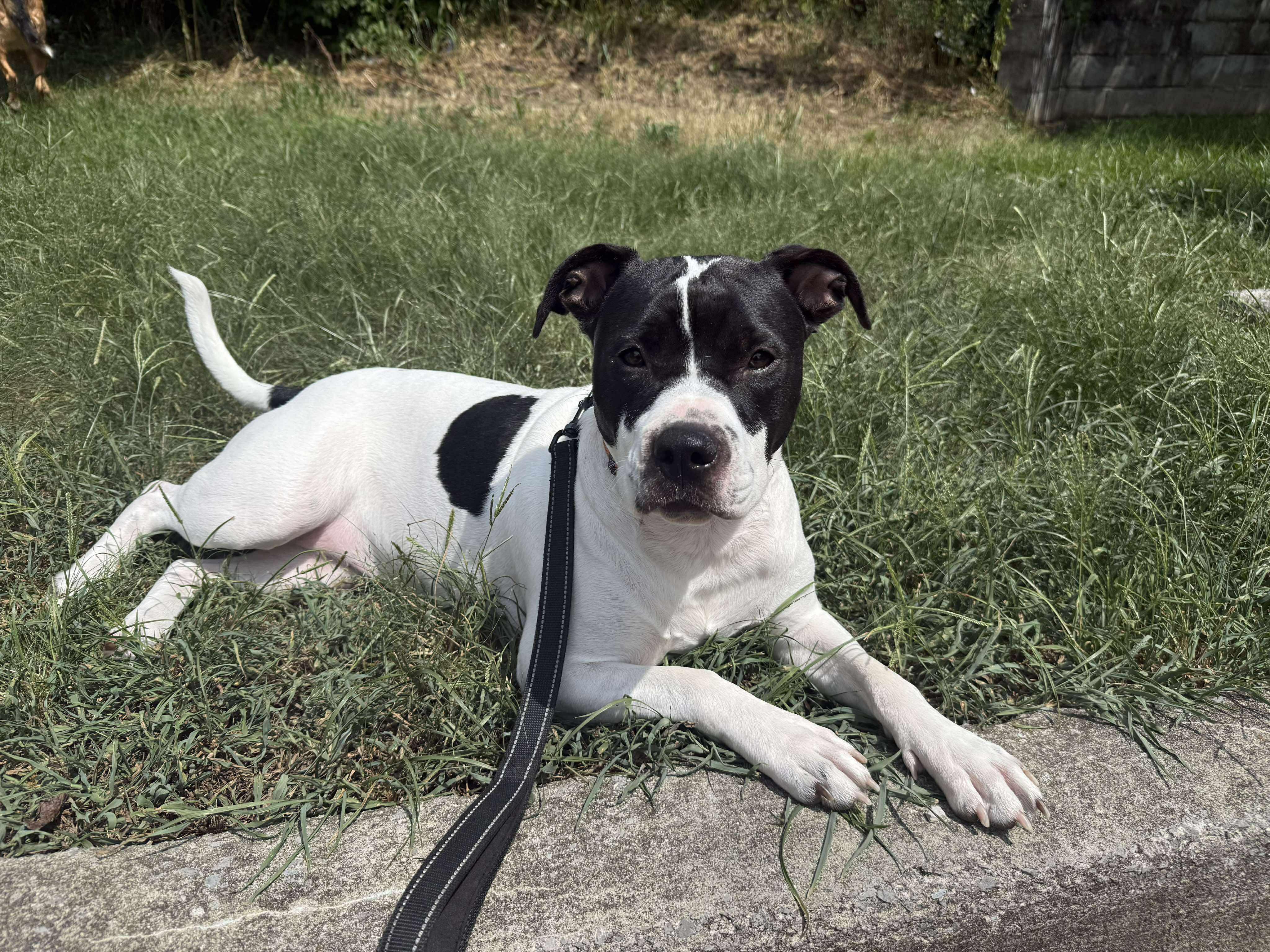 Gloria, a Adopted mixed breed in Lexington, KY image 6/6