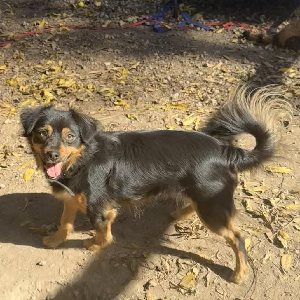 Le Braun (aka Juan), Adoptable, Young Male Terrier.