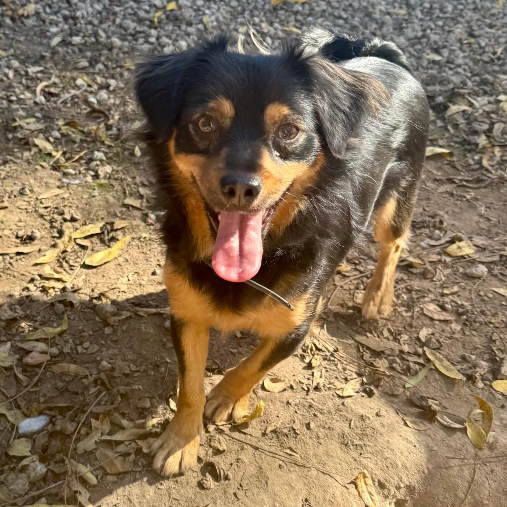 Le Braun (aka Juan), a Adoptable Terrier in Sonoma, CA image 2/3