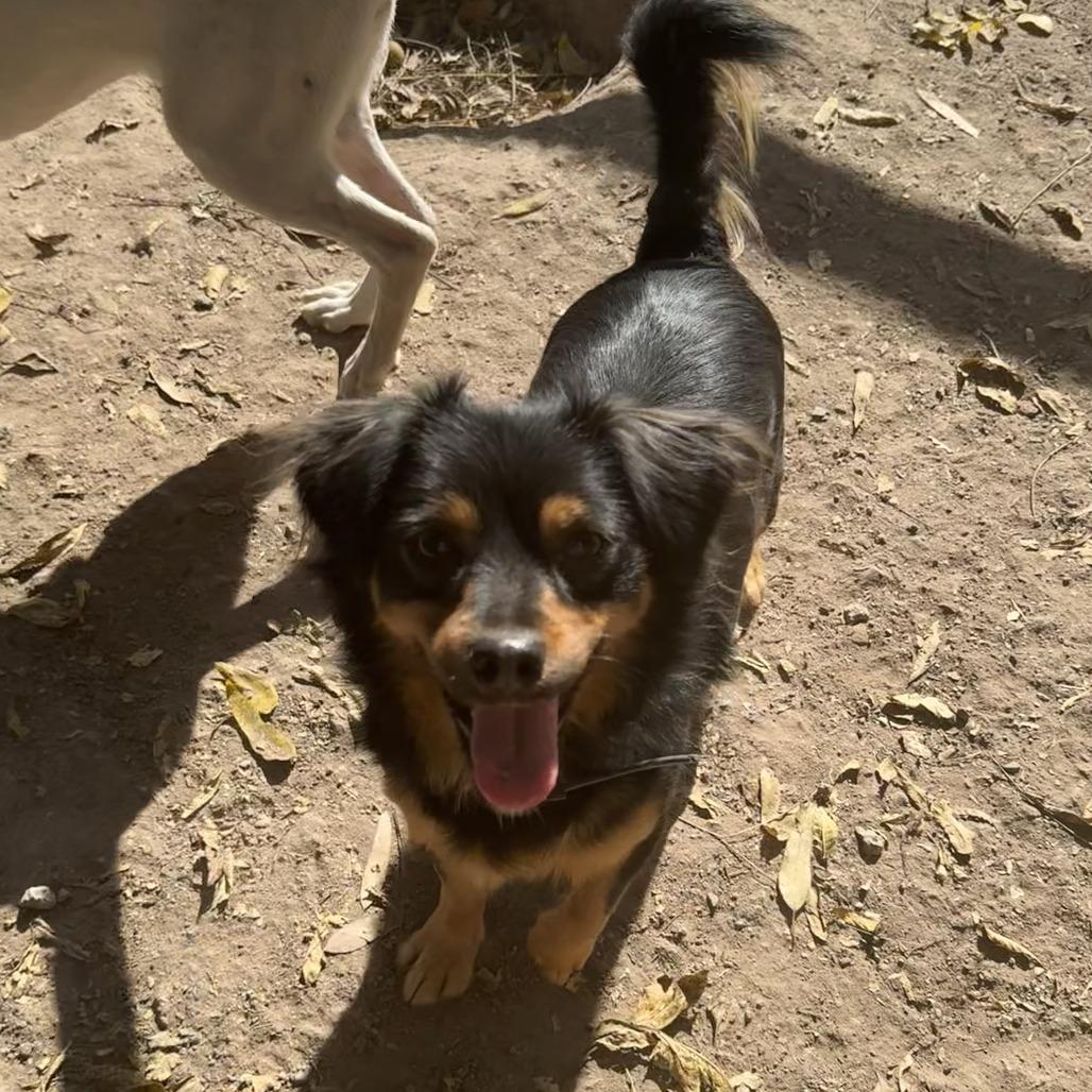 Le Braun (aka Juan), a Adoptable Terrier in Sonoma, CA image 3/3