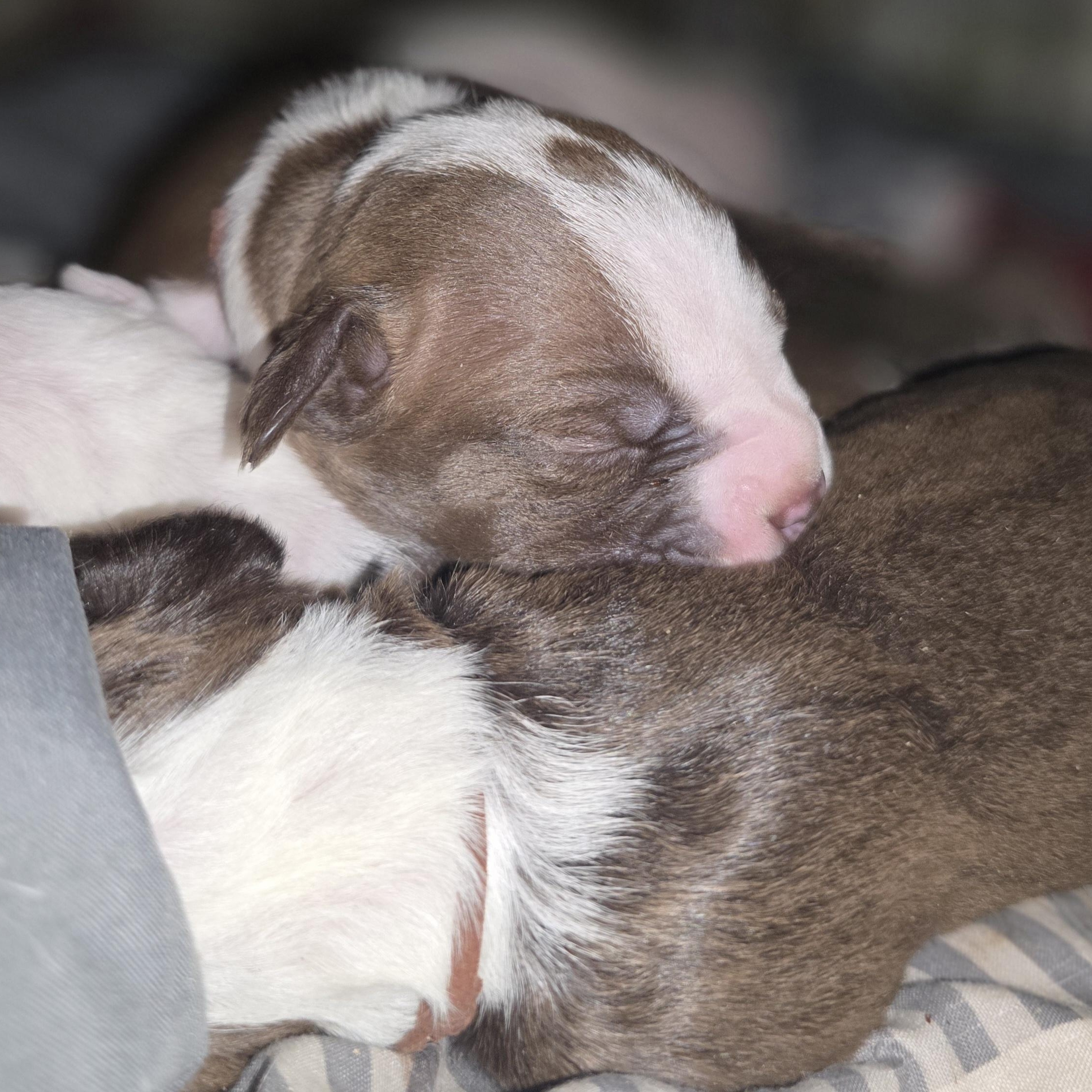 Baby Girl's puppies, a Adoptable mixed breed in Bowersville, GA image 1/6