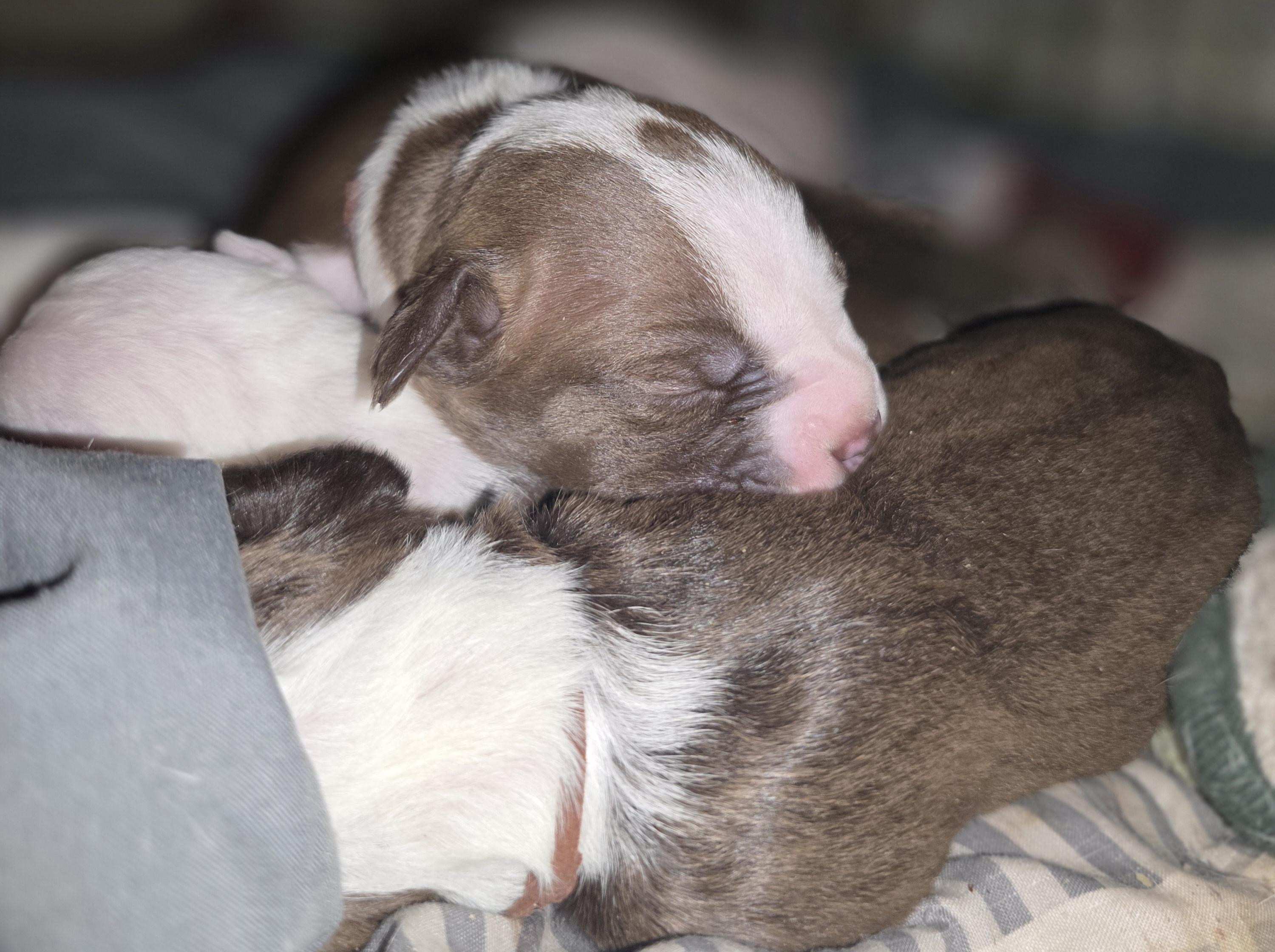 https://www.petfinder.com/dog/baby-girls-puppies-78973146/ga/bowersville/outsiders-farm-and-sanctuary-inc-ga1009/?referrer_id=695155d0-c0e2-4f0a-820e-c25d95199e10&utm_source=api&utm_medium=partnership&utm_content=695155d0-c0e2-4f0a-820e-c25d95199e10