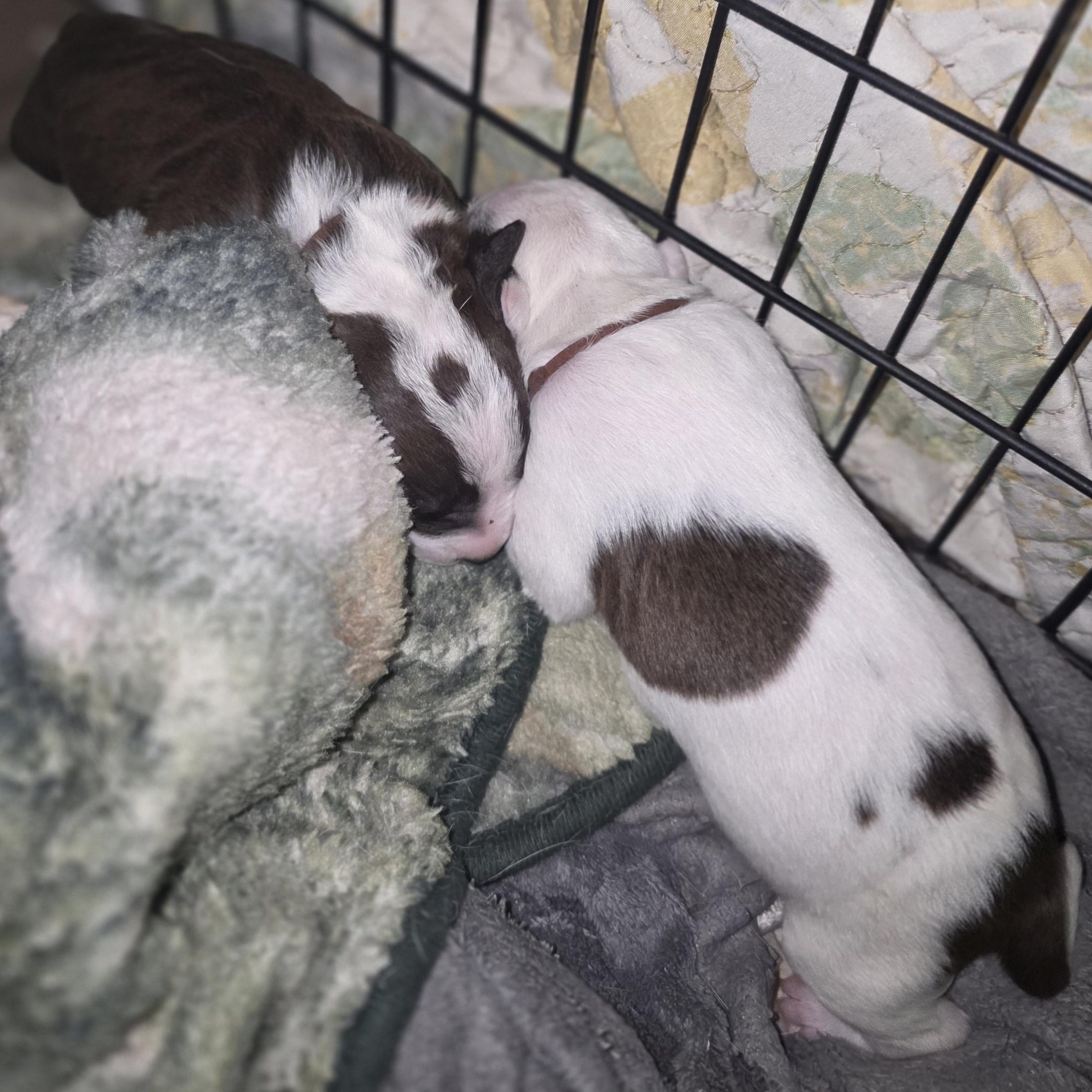 Baby Girl's puppies, a Adoptable mixed breed in Bowersville, GA image 2/6