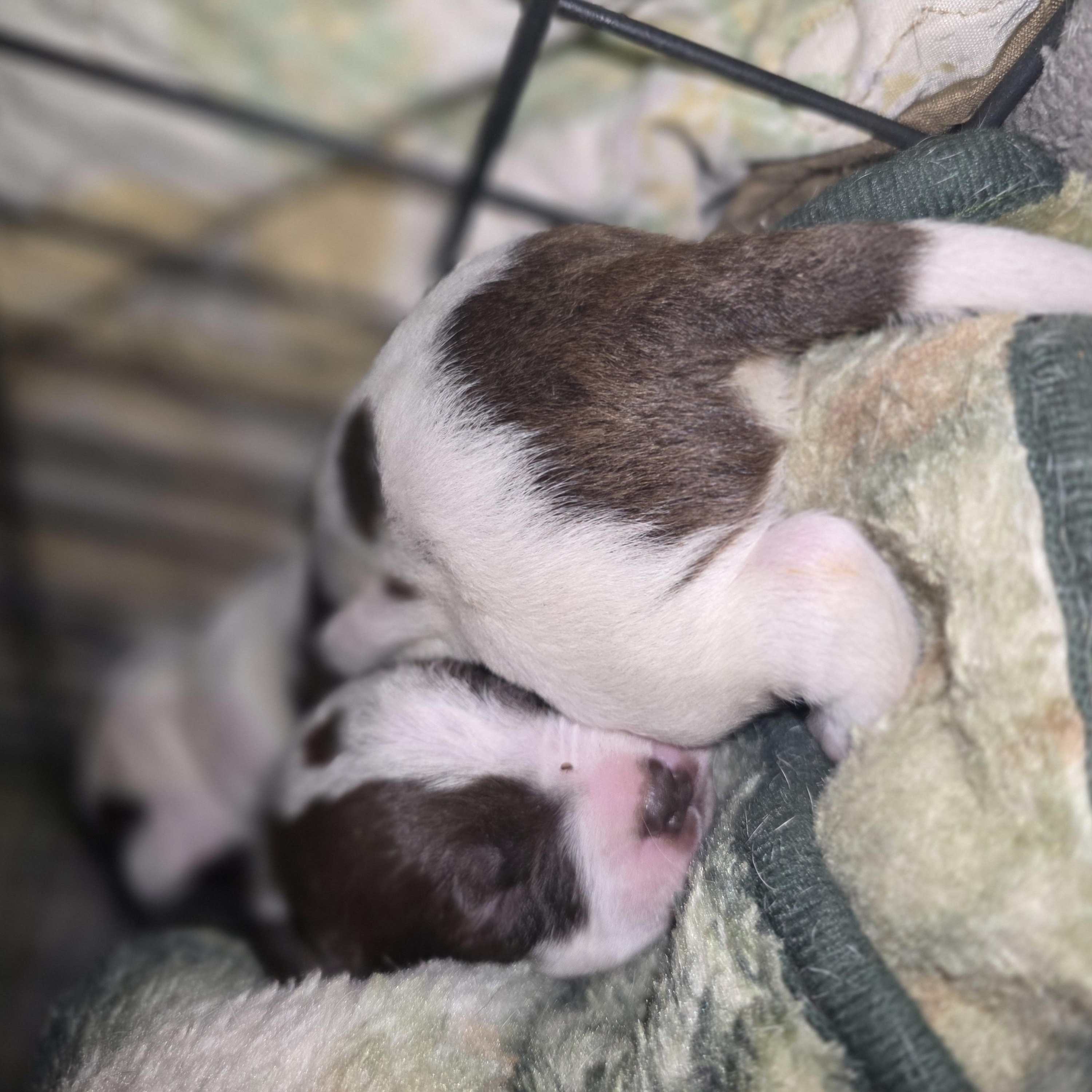 Baby Girl's puppies, a Adoptable mixed breed in Bowersville, GA image 4/6