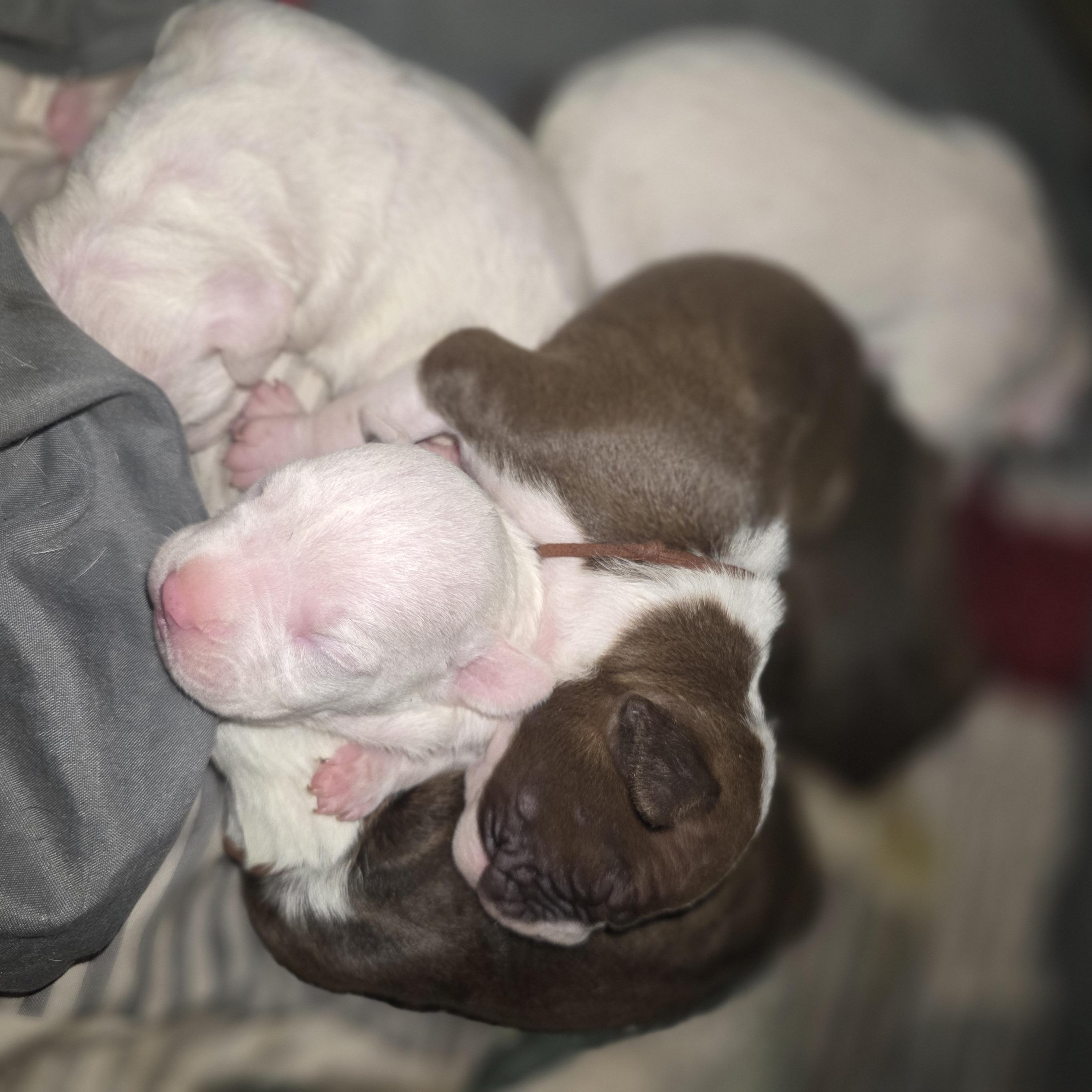 Baby Girl's puppies, adopted, Puppy Female Pit Bull Terrier & Yellow Labrador Retriever.