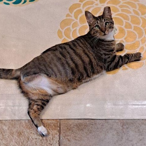 Sonia, Adoptable, Adult Female Domestic Short Hair.