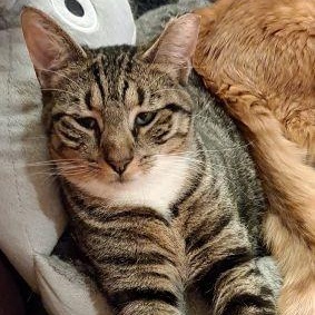 Enlarge Sonia, a Adoptable Domestic Short Hair in Bethlehem, PA image 3/6