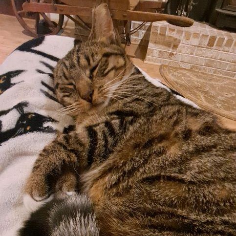 Enlarge Sonia, a Adoptable Domestic Short Hair in Bethlehem, PA image 4/6