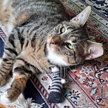 Enlarge Sonia, a Adoptable Domestic Short Hair in Bethlehem, PA image 5/6