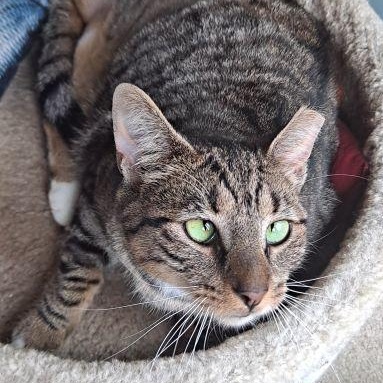 Enlarge Sonia, a Adoptable Domestic Short Hair in Bethlehem, PA image 6/6