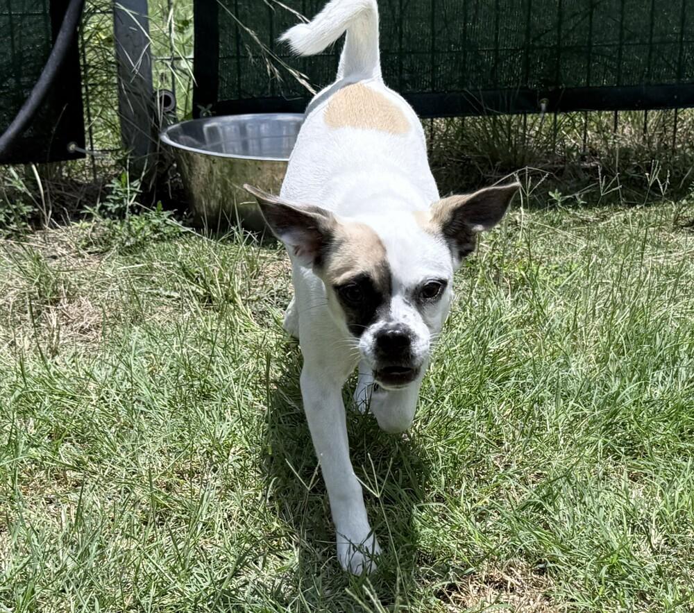 Squish, a Adoptable mixed breed in Lockhart, TX image 2/4