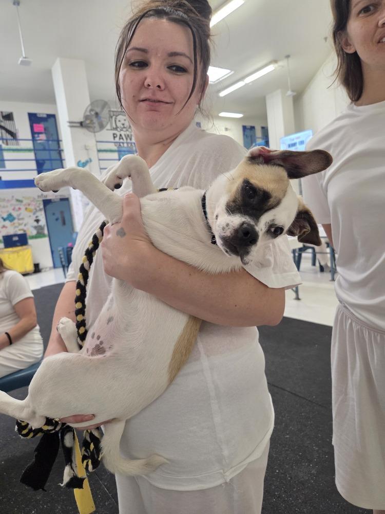 Squish, a Adoptable mixed breed in Lockhart, TX image 3/4