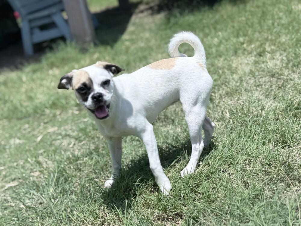Squish, a Adoptable mixed breed in Lockhart, TX image 4/4