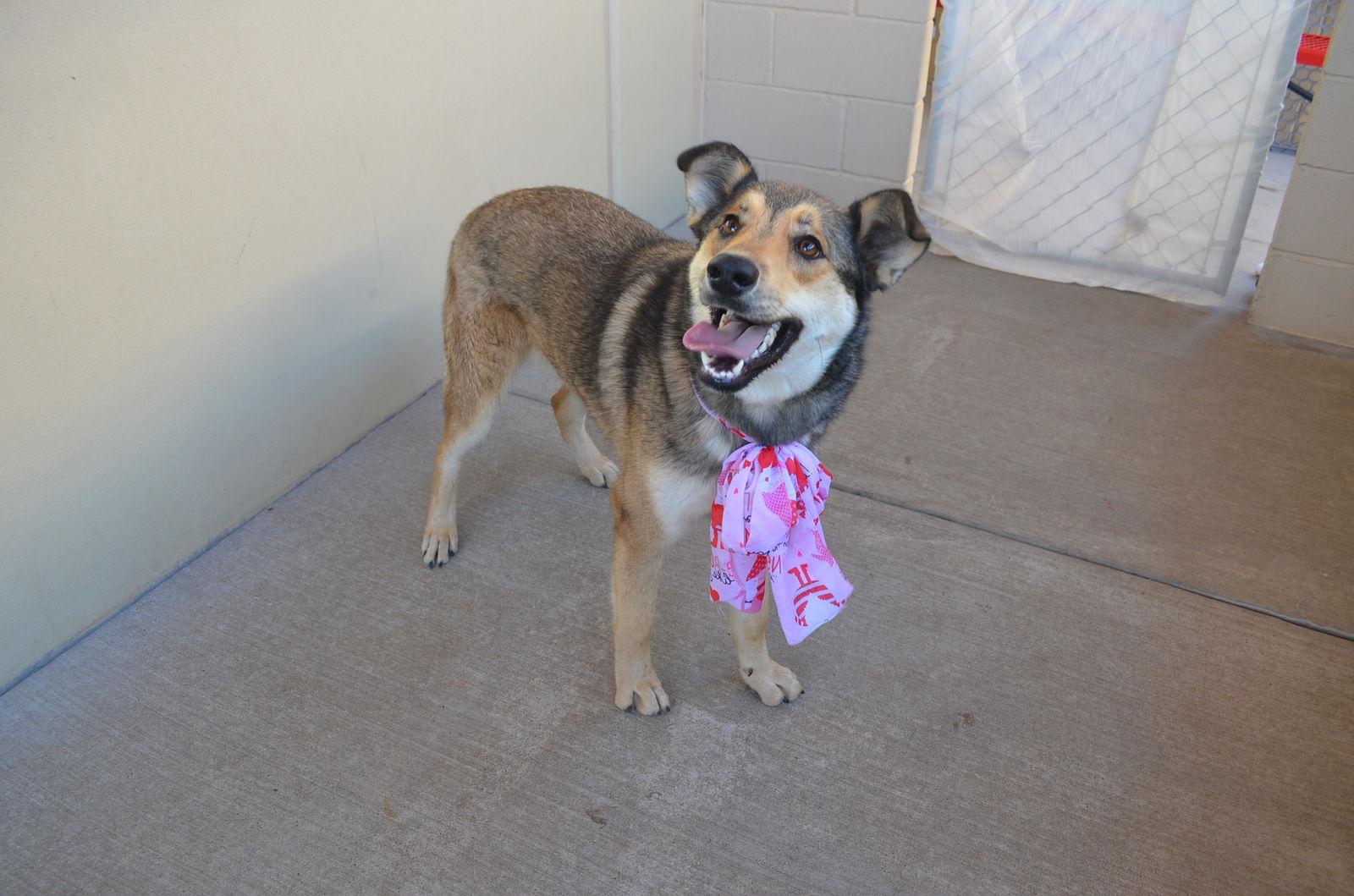 Enlarge Shelby, a Adopted German Shepherd Dog in McKinney, TX image 2/3