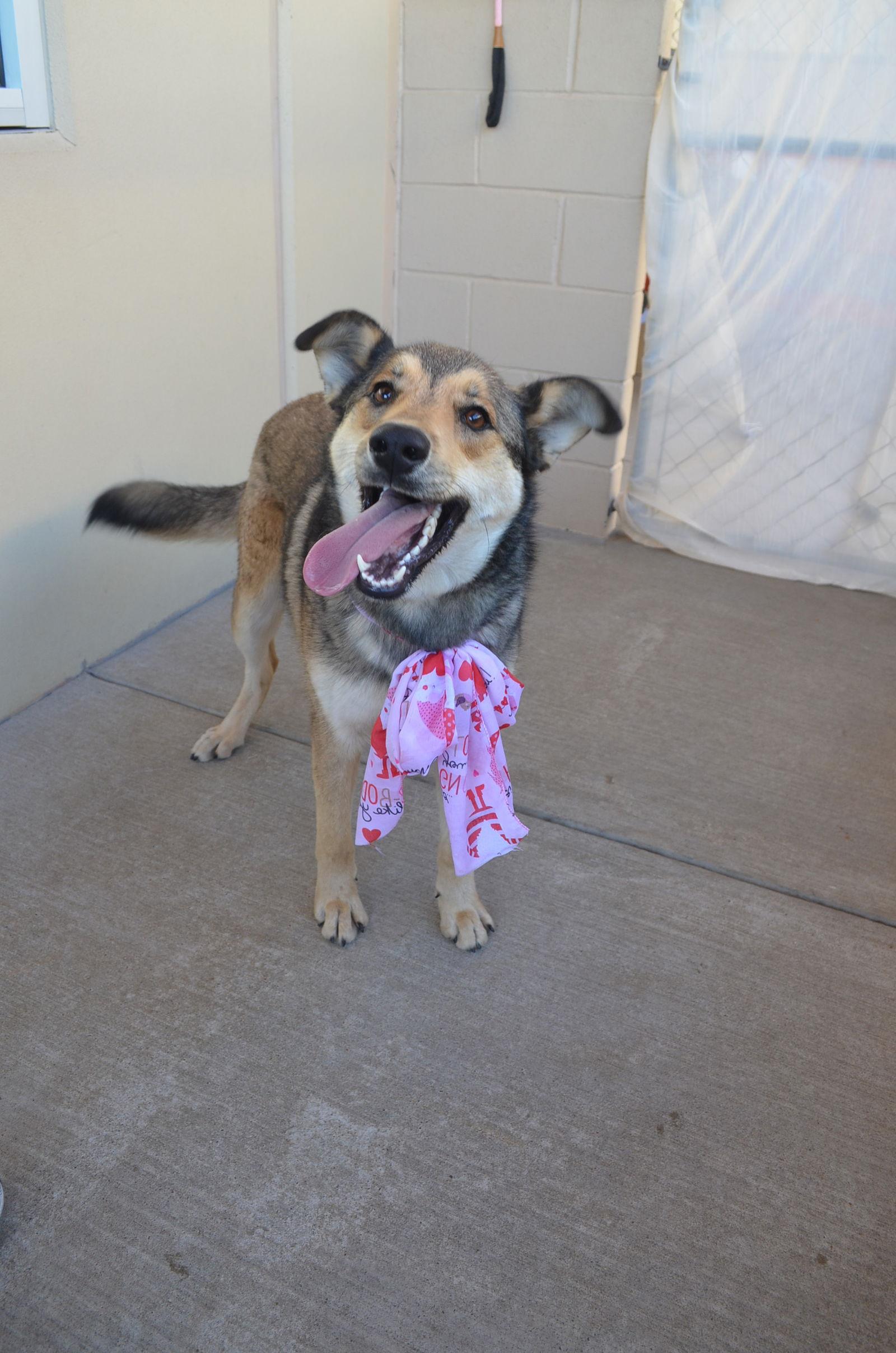 Enlarge Shelby, a Adopted German Shepherd Dog in McKinney, TX image 3/3