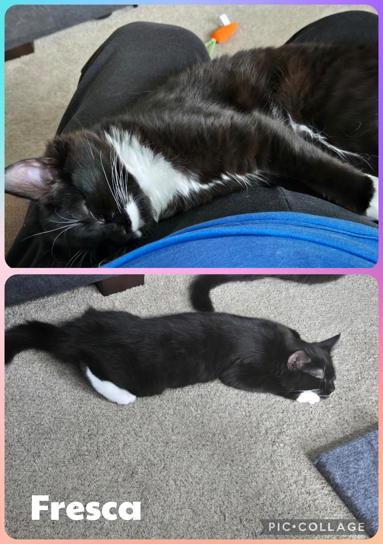 Enlarge Fresca, a Adoptable Domestic Short Hair in Newberg, OR image 1/1