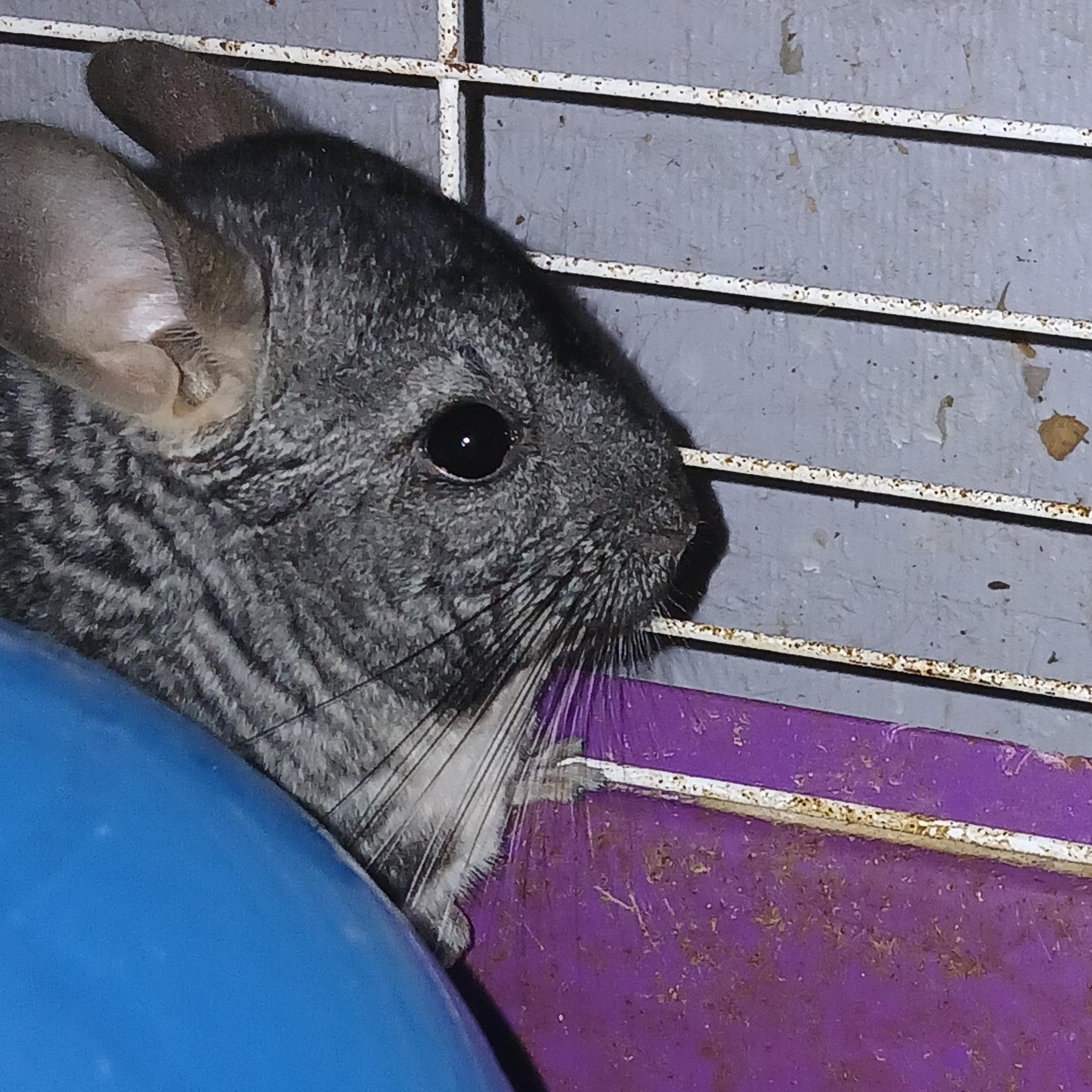 Enlarge George, a Adoptable Chinchilla in Dearborn, MO image 4/5