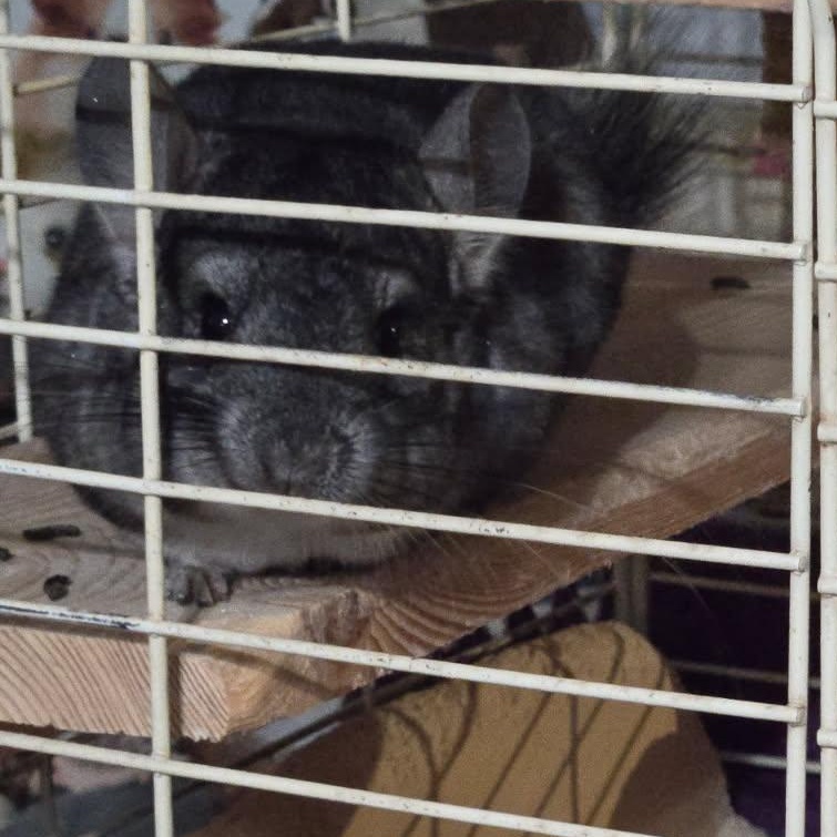 Enlarge George, a Adoptable Chinchilla in Dearborn, MO image 5/5
