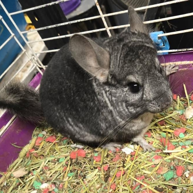 George, Adoptable, Adult Male Chinchilla.