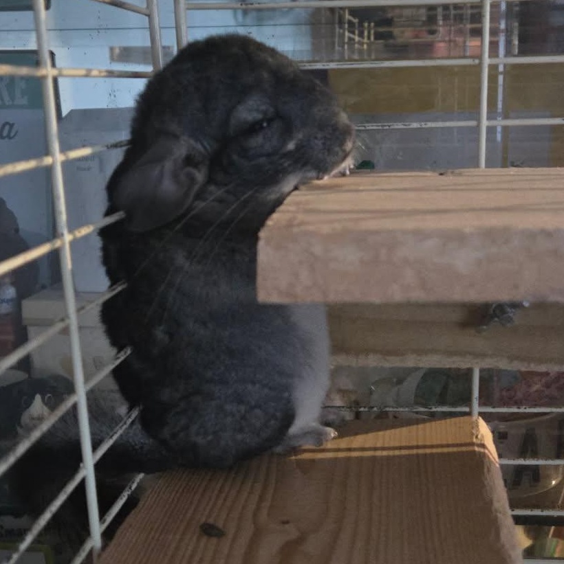 Enlarge George, a Adoptable Chinchilla in Dearborn, MO image 2/5