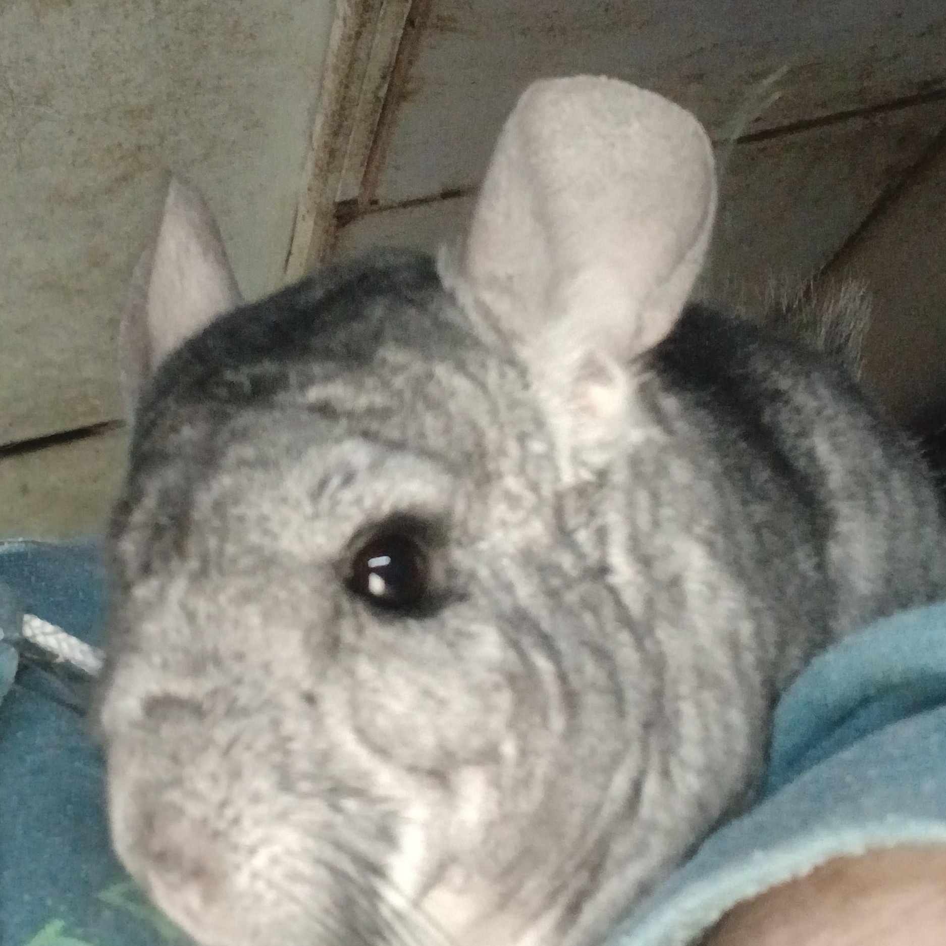 Enlarge George, a Adoptable Chinchilla in Dearborn, MO image 3/5