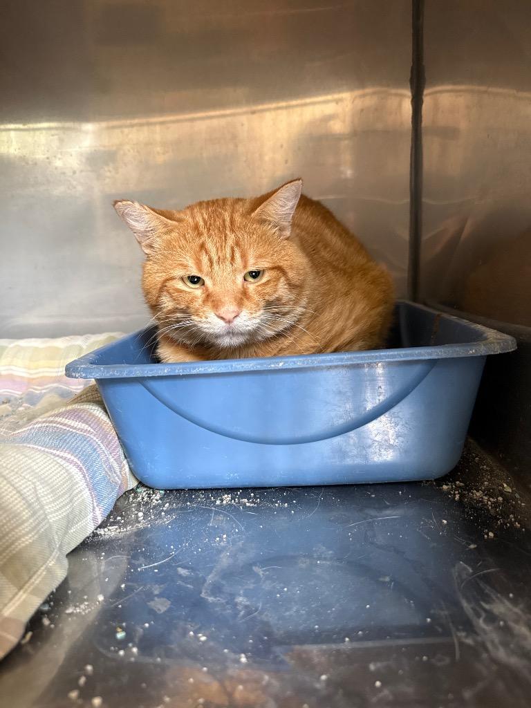 Chester, Adoptable, Adult Male Domestic Short Hair.