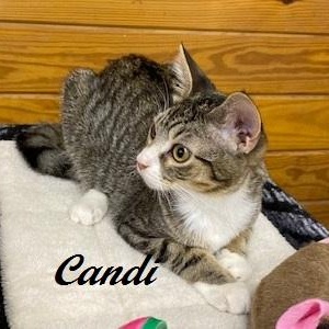 Candi - meet me at The Kitten Around Cat Lounge in Carthage!, a Adoptable Tabby in Southern Pines, NC image 1/5