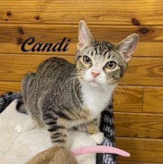 Candi - as sweet as can be, she is super affectionate
