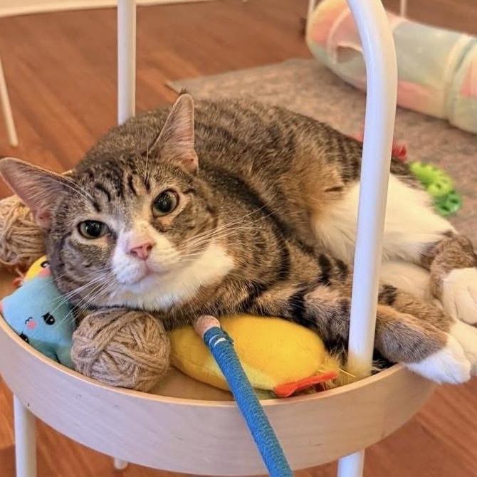Candi - meet me at The Kitten Around Cat Lounge in Carthage!, Adoptable, Kitten Female Tabby.