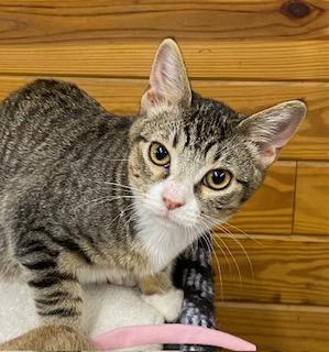 Candi - meet me at The Kitten Around Cat Lounge in Carthage!, a Adoptable Tabby in Southern Pines, NC image 5/5