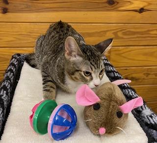 Candi - meet me at The Kitten Around Cat Lounge in Carthage!, a Adoptable Tabby in Southern Pines, NC image 4/5