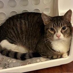 Enlarge Candi - meet me at The Kitten Around Cat Lounge in Carthage!, a Adoptable Tabby in Southern Pines, NC image 4/6