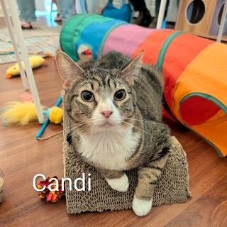 Enlarge Candi - meet me at The Kitten Around Cat Lounge in Carthage!, a Adoptable Tabby in Southern Pines, NC image 1/6