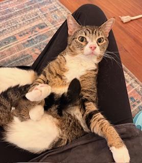 Enlarge Candi - meet me at The Kitten Around Cat Lounge in Carthage!, a Adoptable Tabby in Southern Pines, NC image 3/6