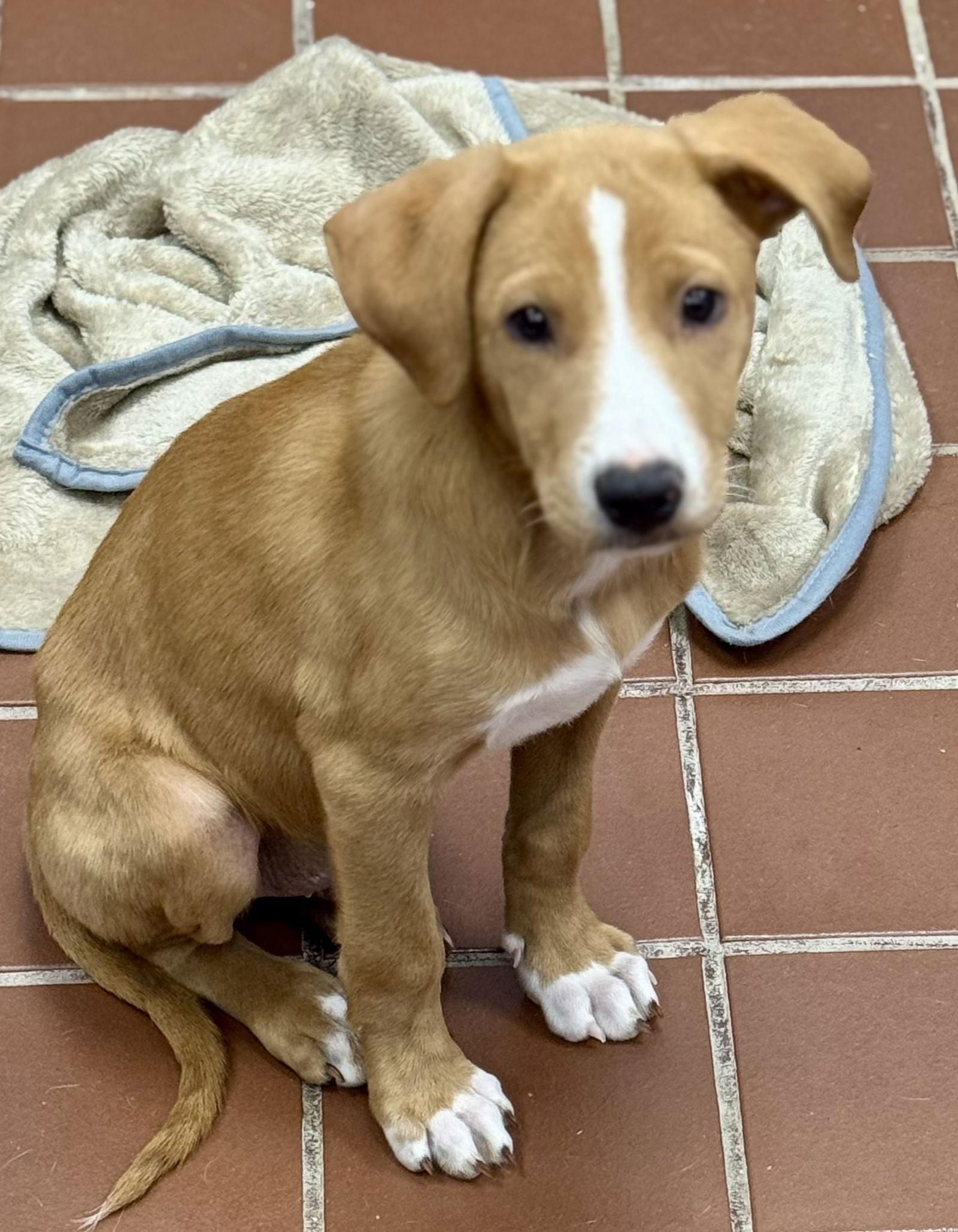 Kringle, Adoptable, Puppy Male Labrador Retriever.