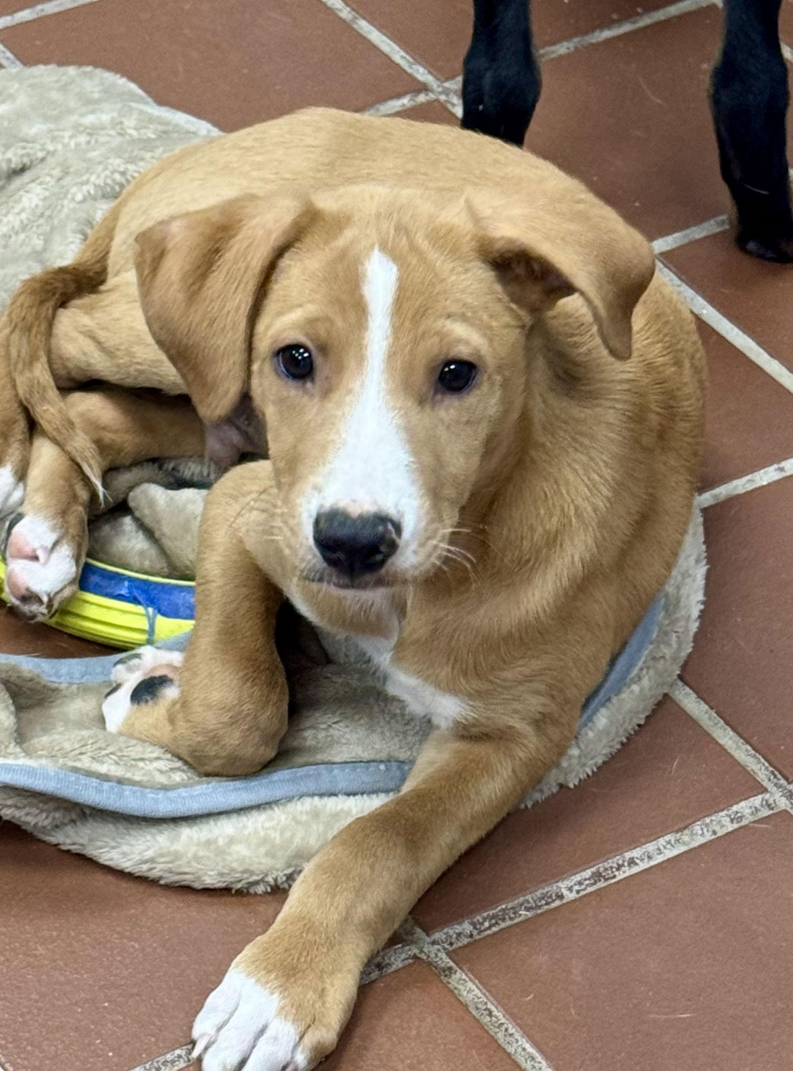 Enlarge Kringle, a Adoptable Labrador Retriever in Lake Hopatcong, NJ image 2/3