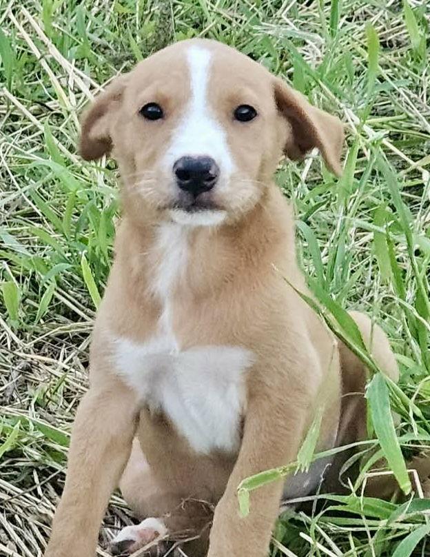 Enlarge Kringle, a Adoptable Labrador Retriever in Lake Hopatcong, NJ image 3/3