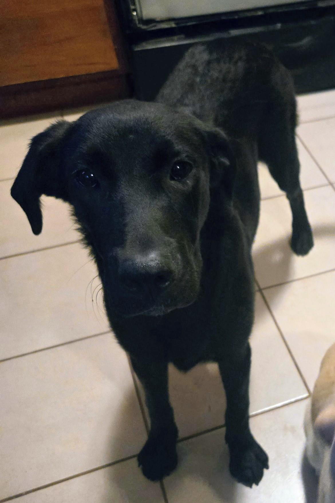 Rhonda, adopted, Young Female Black Labrador Retriever.