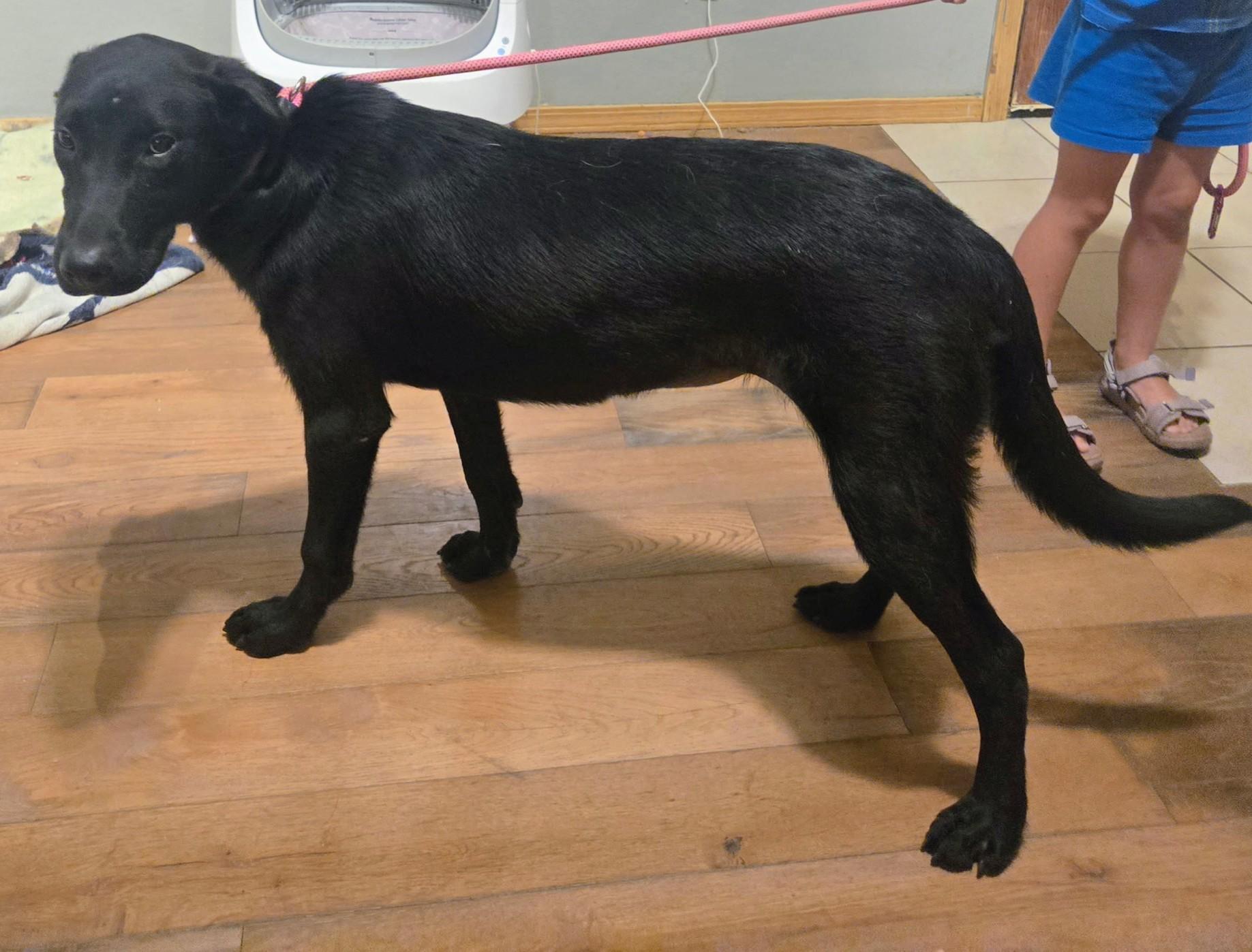 Enlarge Rhonda, an adopted Black Labrador Retriever in Bella Vista, AR image 2/2