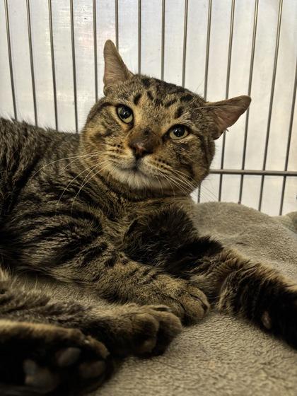 Steve Buscemi, Adoptable, Adult Male Domestic Short Hair & Domestic Short Hair.