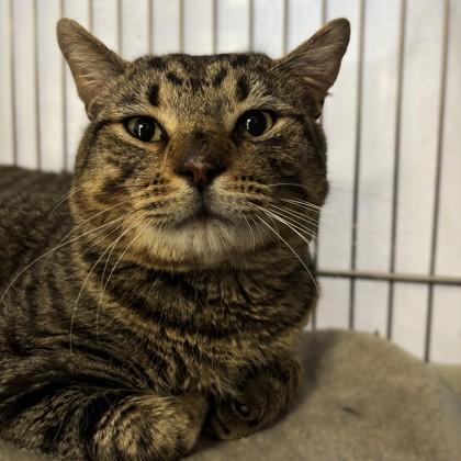 Steve Buscemi, a Adoptable mixed breed in Bryan, TX image 3/3