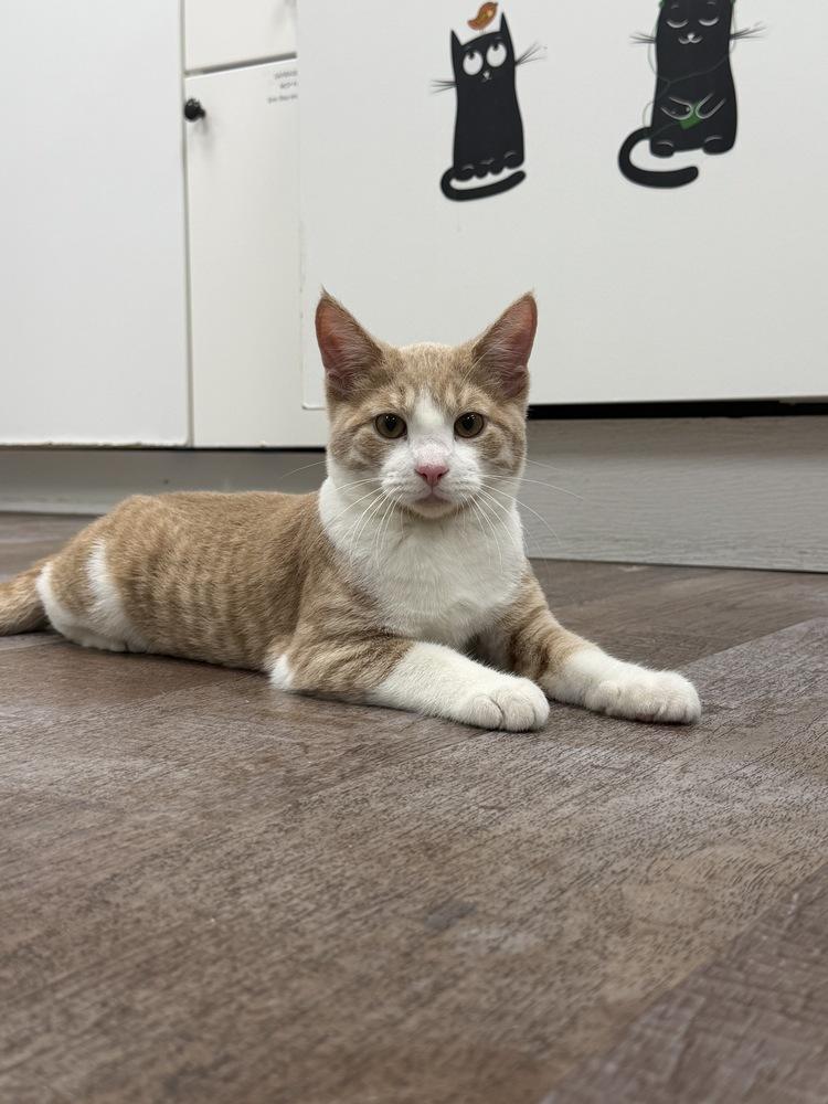 Champion, Adoptable, Kitten Male Domestic Short Hair.