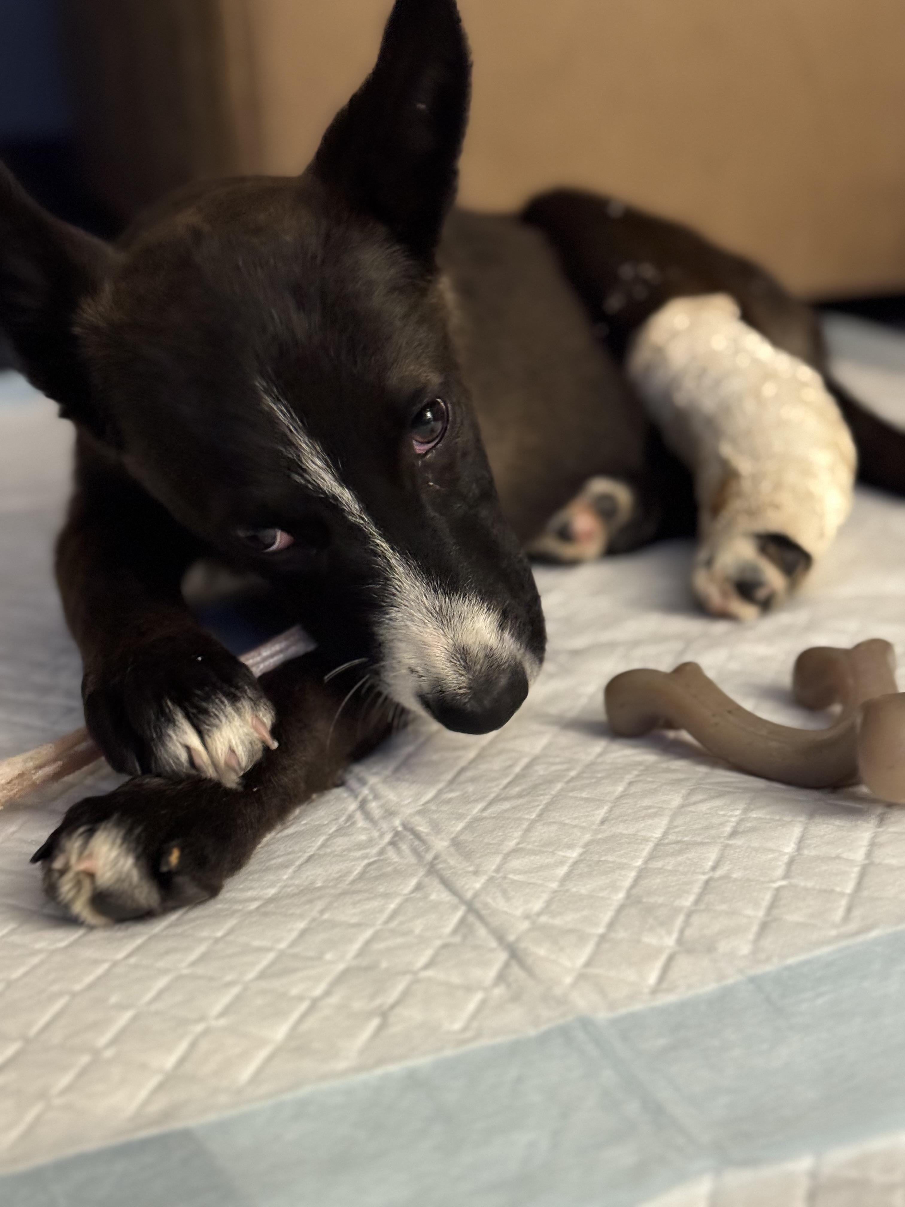 Fendi, a Adoptable mixed breed in Bakersfield, CA image 1/5
