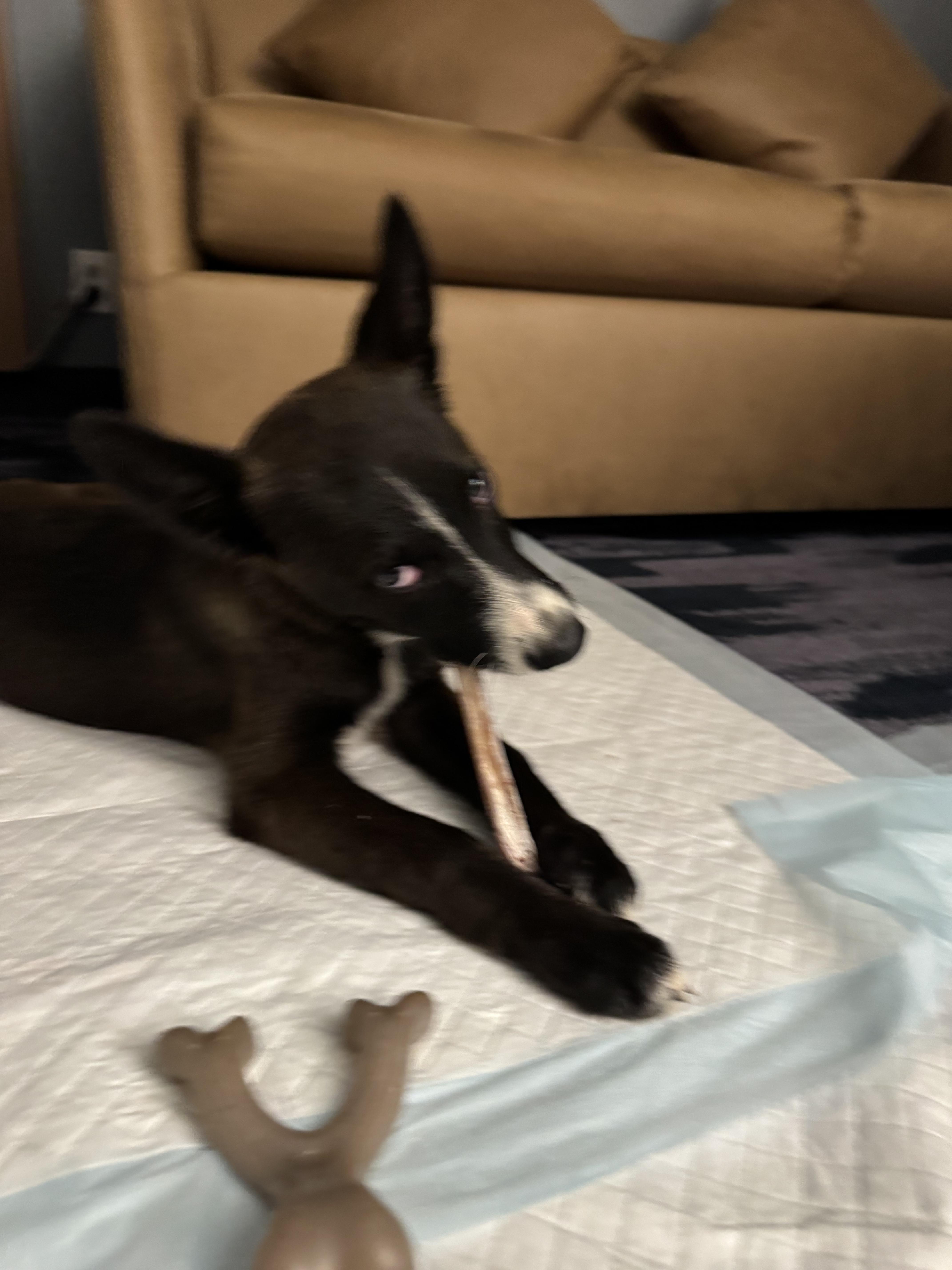 Fendi, a Adoptable mixed breed in Bakersfield, CA image 2/5