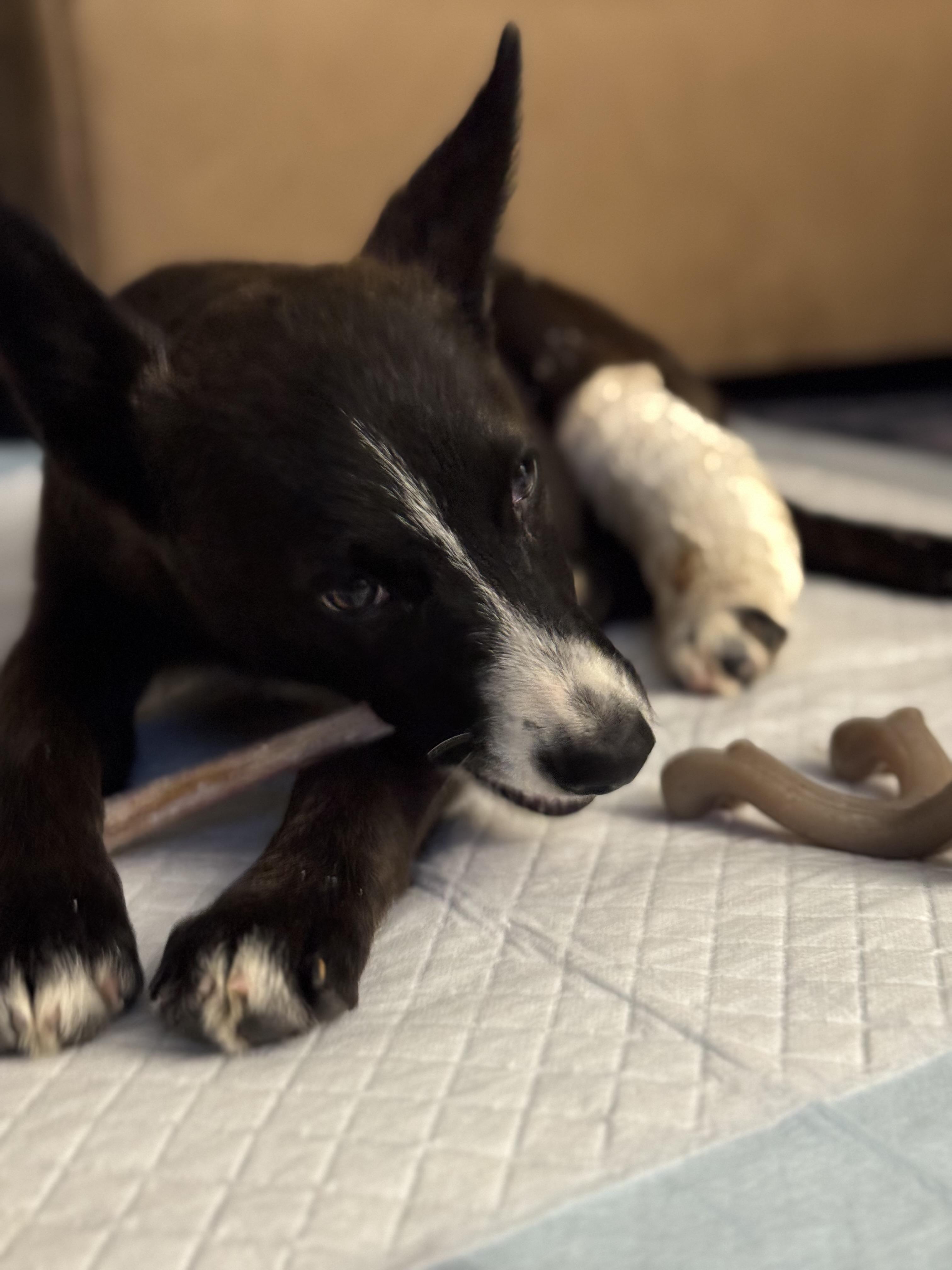 Fendi, a Adoptable mixed breed in Bakersfield, CA image 3/5